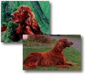 Rocky and Brandy - Irish Setters