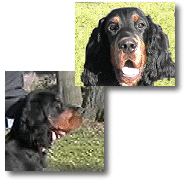 Grady - Gordon Setter