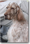 Chiquita, Huntwood English Setters
