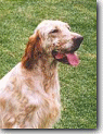Rosie - English Setter
