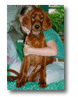 Kailee - Irish Setter