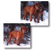 Kiara and Corey - Irish Setter Pups