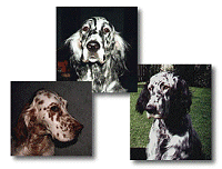 Casey, Polly, Jazz - English Setters
