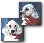 Martini - English Setter Puppy - 9 weeks