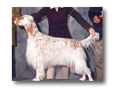 Millie - English Setter