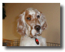 Rudy - English Setter Pup