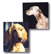 Birchrun English Setters