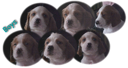 Irish Red & White Puppies - 5 weeks old