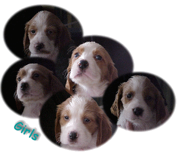 Irish Red & White Puppies - 5 weeks old