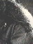 Pairab.gif (3456 bytes)