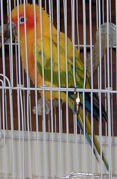 [ Sun Conure ]