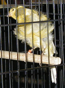 [ Frilled Canary ]