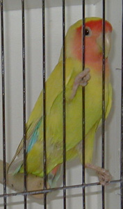 [ Lovebird ]