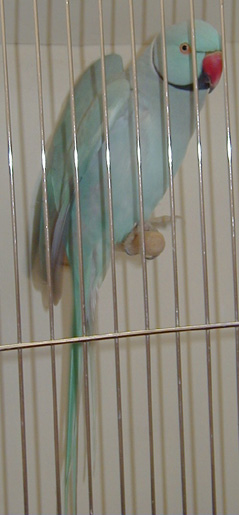[ Ringneck Parakeet ]