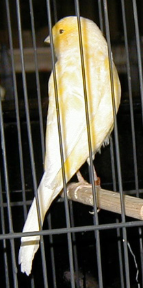 [ Yorkshire Canary ]