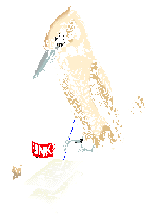 kookaburra2.gif - 4.8 K