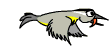 bird 5.gif (9308 bytes)