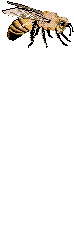 bug 5.gif (10581 bytes)