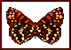 butterfly1.gif (11215 bytes)