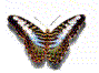 butterfly 3.gif (14421 bytes)