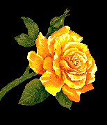 butterfly 4.gif (10528 bytes)