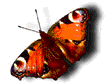 butterfly 5.gif (34506 bytes)