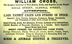 William Cross animal importer of 18 Earle St