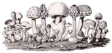 Fungi