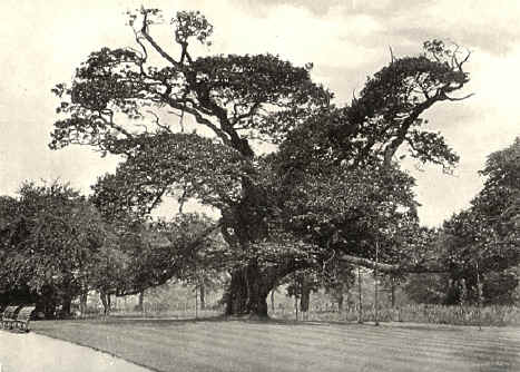 The Allerton Oak 1905 --- the metal braces were in place even then, holding the massive branches up. 